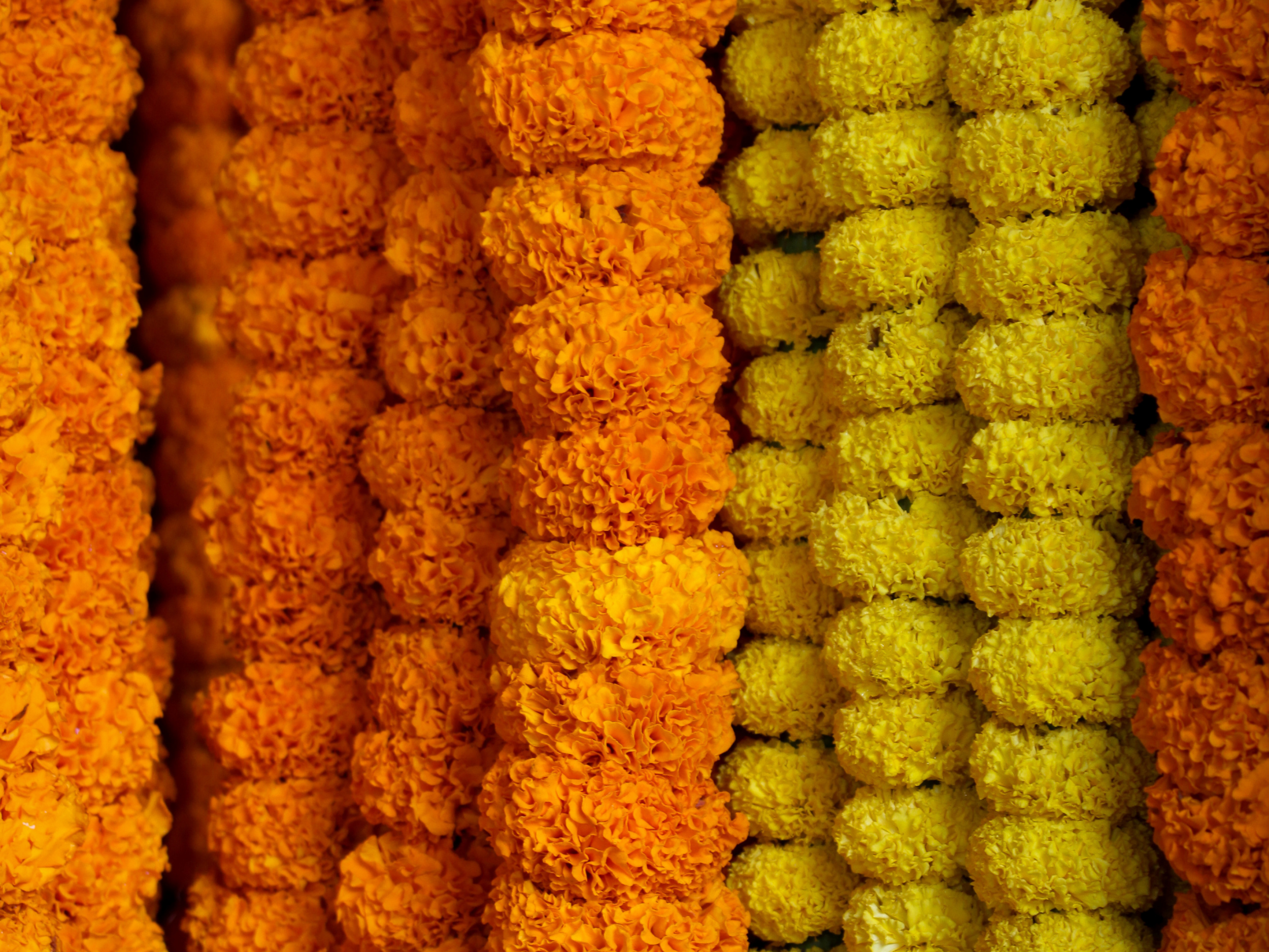 The Ancient Science of Life, Reimagined for Today